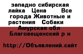 западно сибирская лайка › Цена ­ 0 - Все города Животные и растения » Собаки   . Амурская обл.,Благовещенский р-н